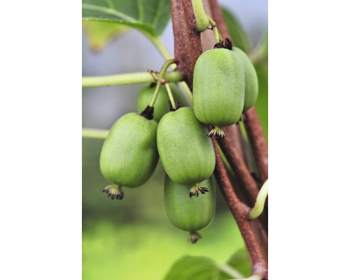 Kiwi 'Actinidia arguta' Co 4