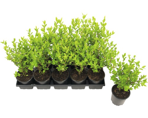 Ovalblättriger Liguster FloraSelf Ligustrum ovalifolium H 20-40 cm Co 0,6 L Mehrere Heckenpflanzen in Töpfen