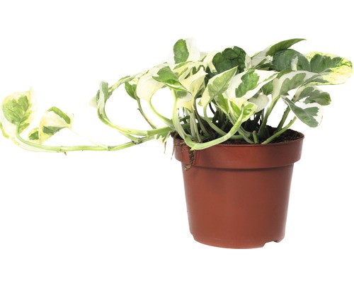 Pothos FloraSelf Scindapsus pictus 'N'Joy' H 15-20 cm pot de Ø 12 cm