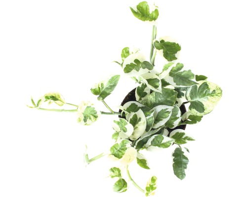 Zimmerpflanze Epipremnum Aureum in einem Topf