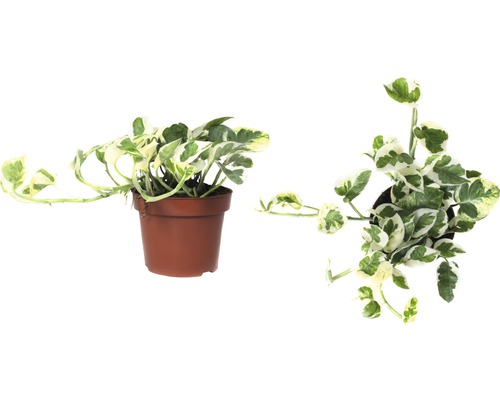 Efeutute in einem Topf, Seitenansicht und Draufsicht