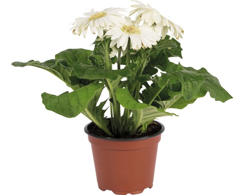 Gerbéra FloraSelf® Gerbera x Hybride pot de 12 cm