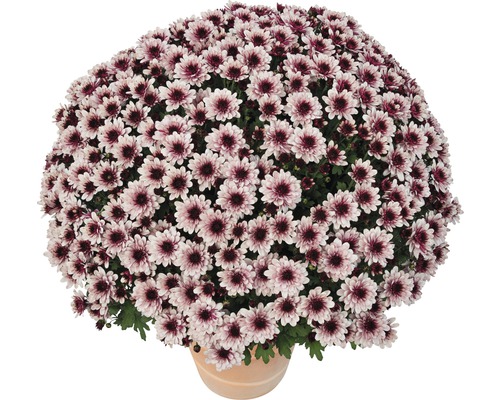 Chrysantheme 'Chrysanthemum spec.' rosa 12er Topf