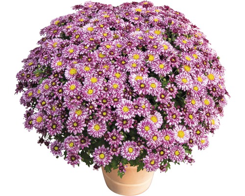 Chrysanthème 'Chrysanthemum spec.' pot de 12 cm