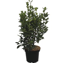 Laurier noble en pot