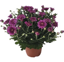 Chrysantheme im Topf mit purpurfarbenen Blüten