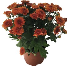 Chrysanthemum Herbstaster H 20-25cm orange 12er Topf-thumb-0