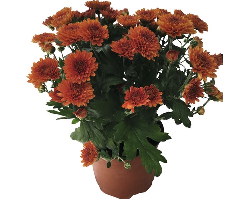 Chrysanthemum Herbstaster H 20-25cm orange 12er Topf-0