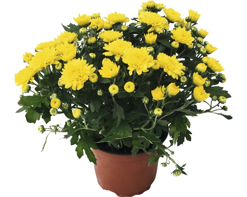 Chrysanthème aster H 20-25cm jaune pot de 12 cm