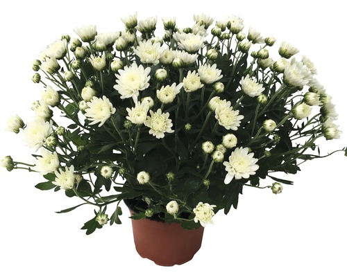 Chrysanthemum Herbstaster H 20-25cm weiss 12er Topf