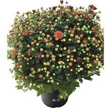 Chrysantheme in einem Topf