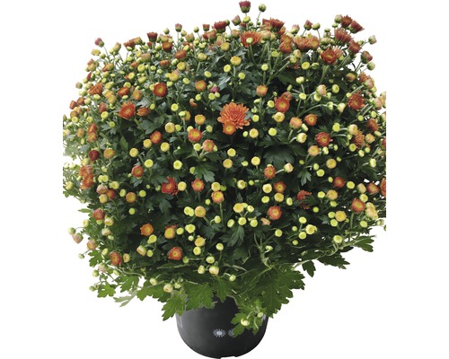Chrysanthème aster en boule H 32-45cm orange pot de 19 cm
