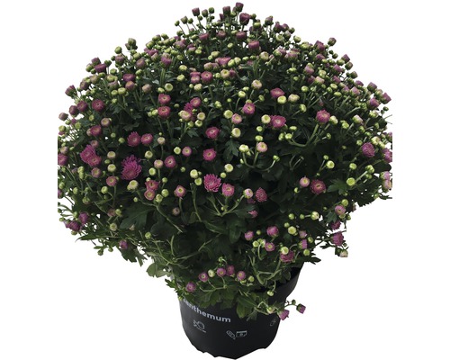 Chrysanthème aster en boule H 32-45cm rose-mauve pot de 19 cm