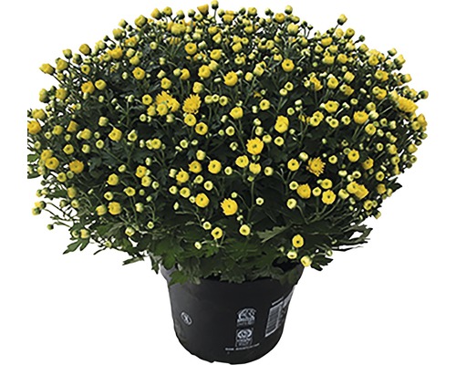 Chrysanthème aster en boule H 32-45cm jaune pot de 19 cm