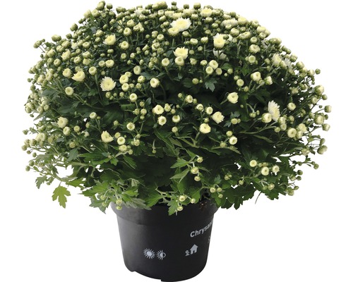 Chrysanthème aster en boule H 23-45cm blanc pot de 12 cm