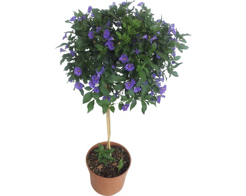 Enzianstrauch FloraSelf Solanum rantonnetii Stamm 25er Topf