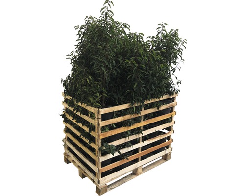 6 x Portugiesischer Kirschlorbeer FloraSelf Prunus lusitanica 'Angustifolia' H 100-125 cm ClickCo für ca. 2,5 m Hecke