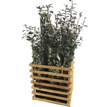 Photinia Red Robin plantes dans une caisse en bois