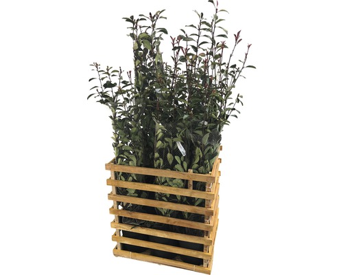 Photinia Red Robin plantes dans une caisse en bois