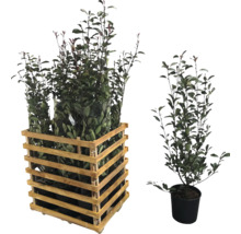 Plantes de laurier cerise dans une boîte en bois et en pot