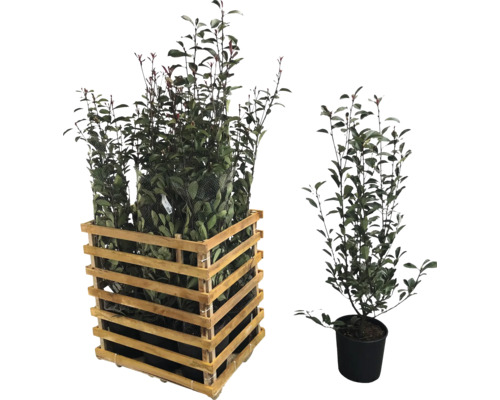 Plantes de laurier cerise dans une boîte en bois et en pot