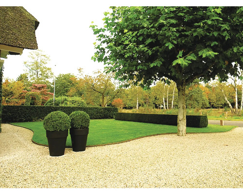 Gestalteter Garten mit Rasen, Hecke, Baum und Pflanzgefäßen