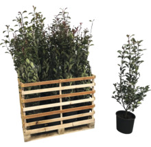 Palette de lauriers cerises et un seul laurier cerise en pot