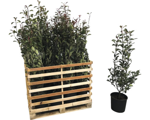 Palette de lauriers cerises et un seul laurier cerise en pot