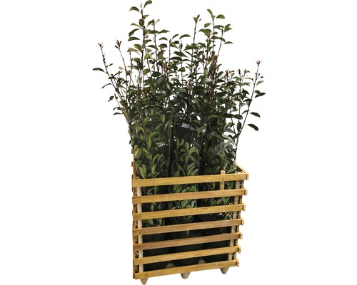 Plusieurs lauriers en caisse de bois