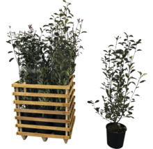 Lauriers cerises dans une caisse en bois et un pot individuel