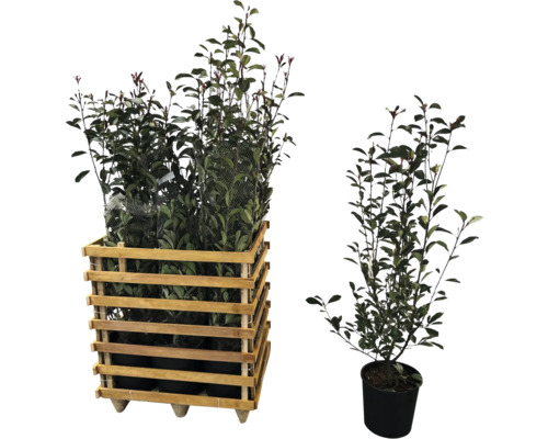 Lauriers cerises dans une caisse en bois et un pot individuel