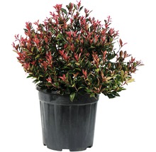 Photinia en pot