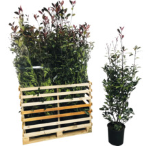 Palette de photinias et un photinia unique en pot