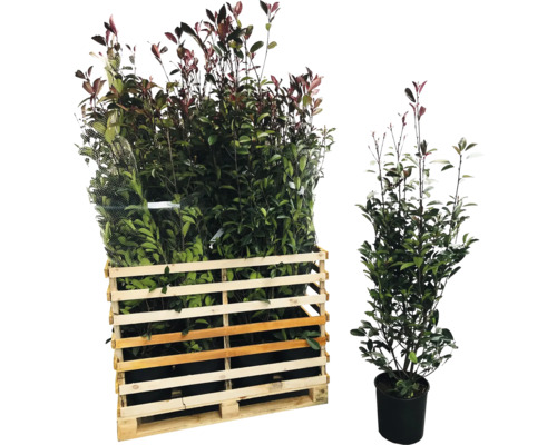 Palette de photinias et un photinia unique en pot