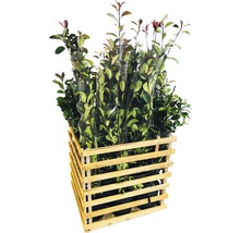 Caisse en bois avec plusieurs lauriers