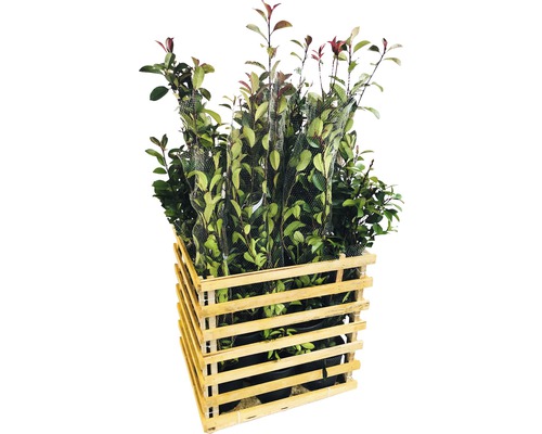 Caisse en bois avec plusieurs lauriers