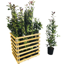 Photinia Red Robin en caisse en bois et pot individuel