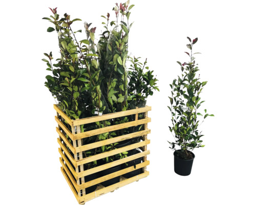 Photinia Red Robin en caisse en bois et pot individuel