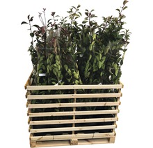 Palette avec différents lauriers en pot.