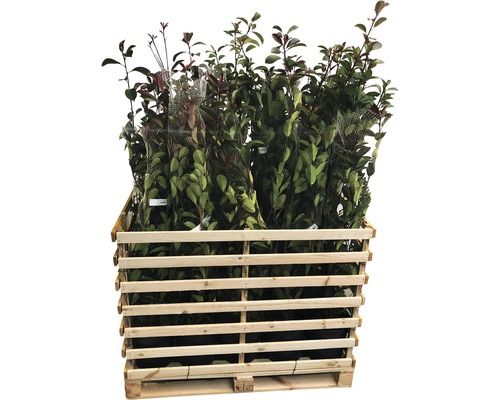 Palette avec différents lauriers en pot.