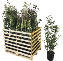 Caisse en bois remplie de plantes Photinia et plante Photinia individuelle en pot