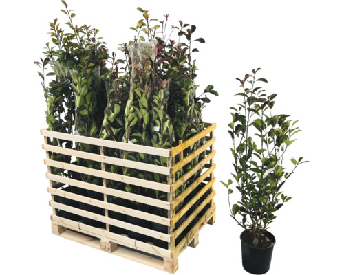 Caisse en bois remplie de plantes Photinia et plante Photinia individuelle en pot