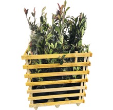 Caisse en bois remplie de différents lauriers cerises.