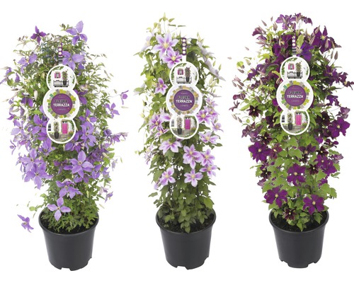 Trois plants de clématites en pots avec différentes fleurs