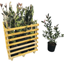 Palette de lauriers cerises et laurier cerise individuel en pot