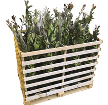 Palette mit verschiedenen immergrünen Kirschlorbeer Pflanzen in Töpfen.