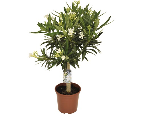 Laurier-rose Nerium orleander tronc T20 80-90 cm