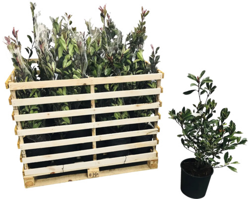 Palette mit Kirschlorbeerpflanzen und eine einzelne Pflanze im Topf