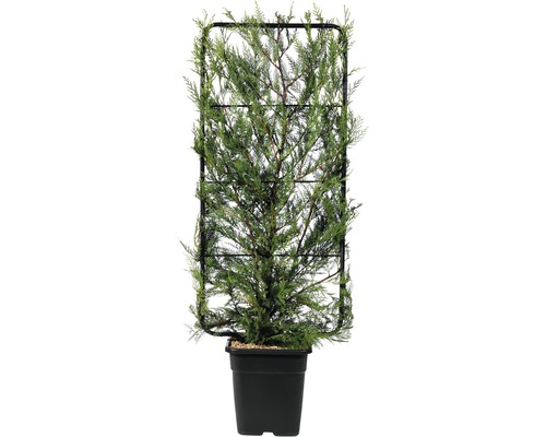 Englische Zypresse, Baumzypresse FloraSelf Cupressocyparis leylandii H110xB50 cm Co 18 L