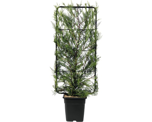 Cyprès de Leyland FloraSelf Cupressocyparis leylandii h110xl50 cm Co 18 l